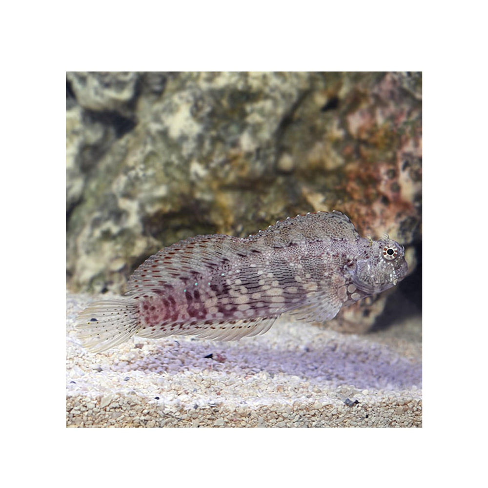 Sailfin/Algae Blenny - (Salarias fasciatus)