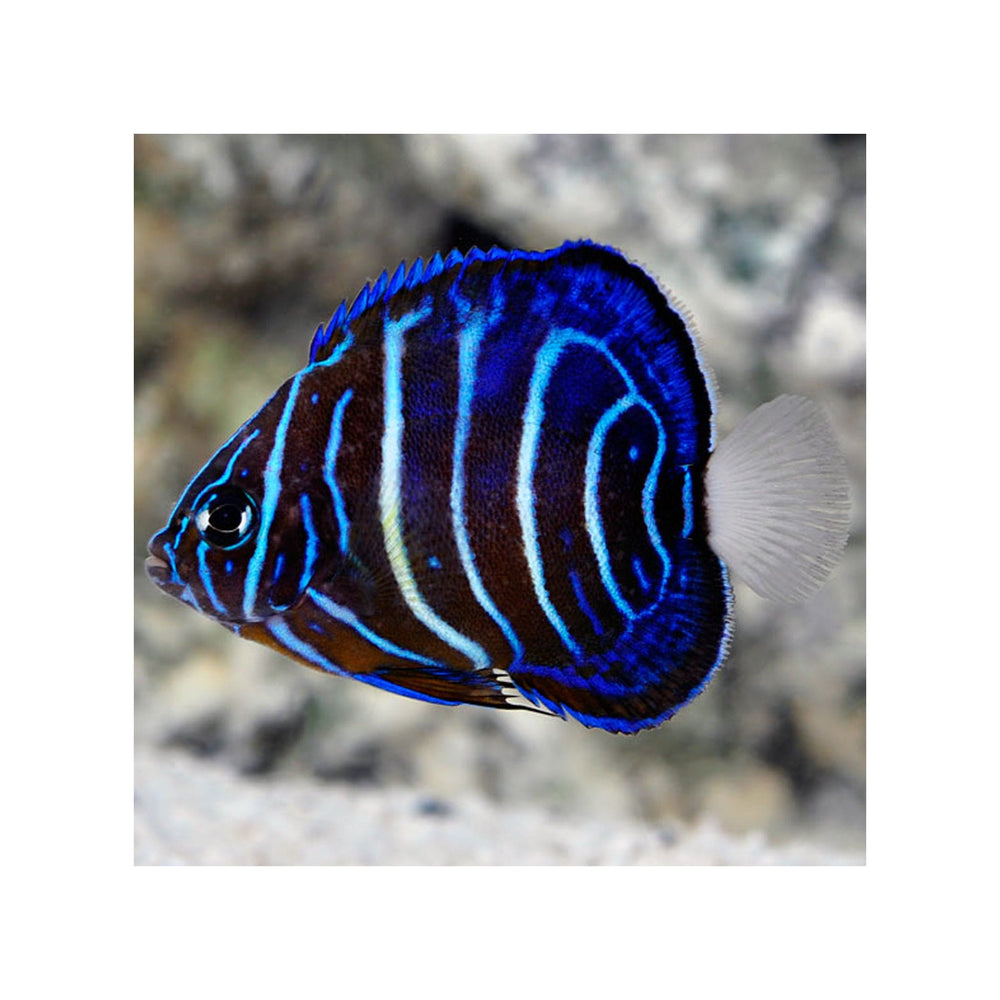 Annularis Angelfish - (Pomacanthus annularis)