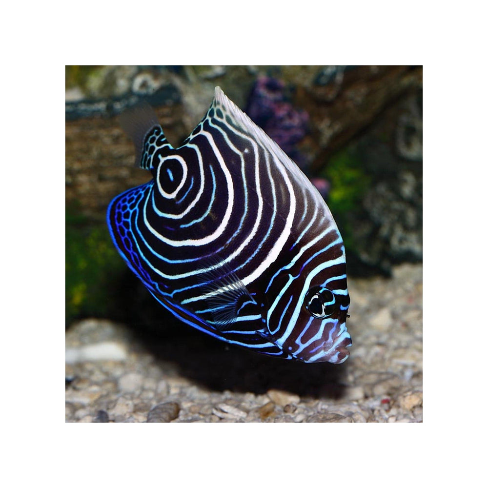 Emperor Angelfish -  (Pomacanthus imperator)
