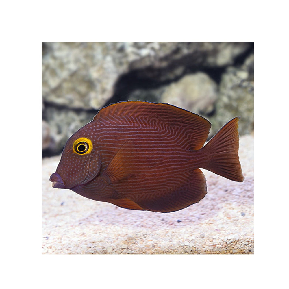Kole Yellow Eye Tang - (Ctenochaetus strigosus)