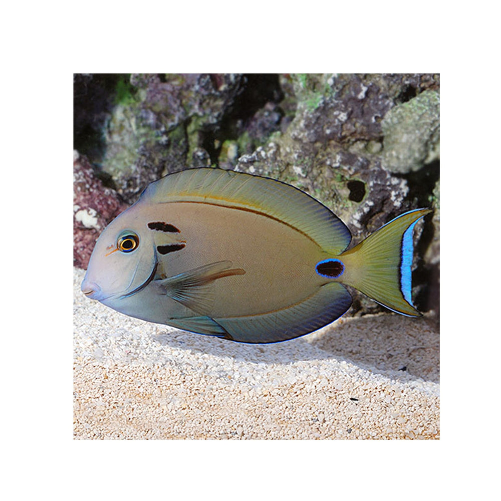 Lieutenant Tang - (Acanthurus tennenti)