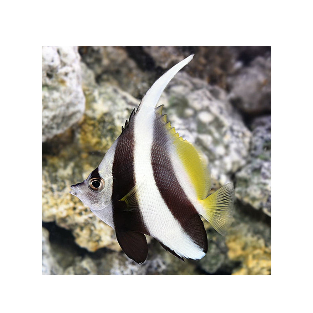 Longfin Bannerfish - (Heniochus acuminatus)