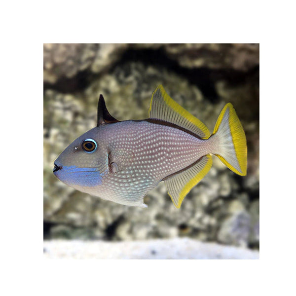 BPK Farm LIVE STOCK Male Blue Throat Triggerfish - (Xanthichthys auromarginatus)