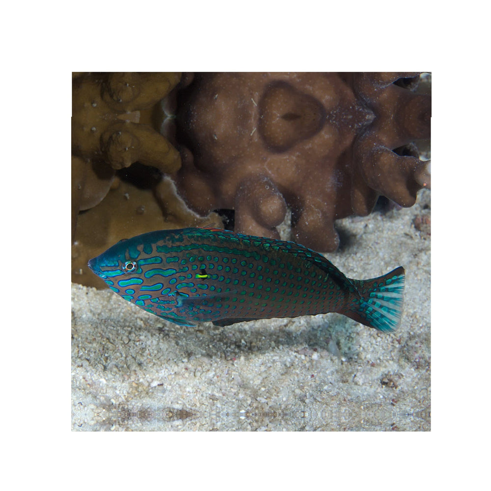 Leopard Wrasse - (Macropharyngodon meleagris)