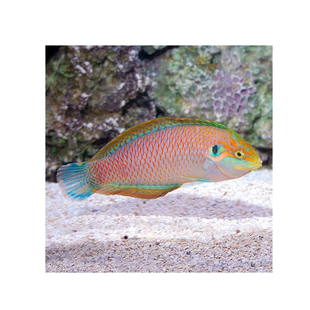 Moyer's Leopard Wrasse - (Macropharyngodon kuiteri)