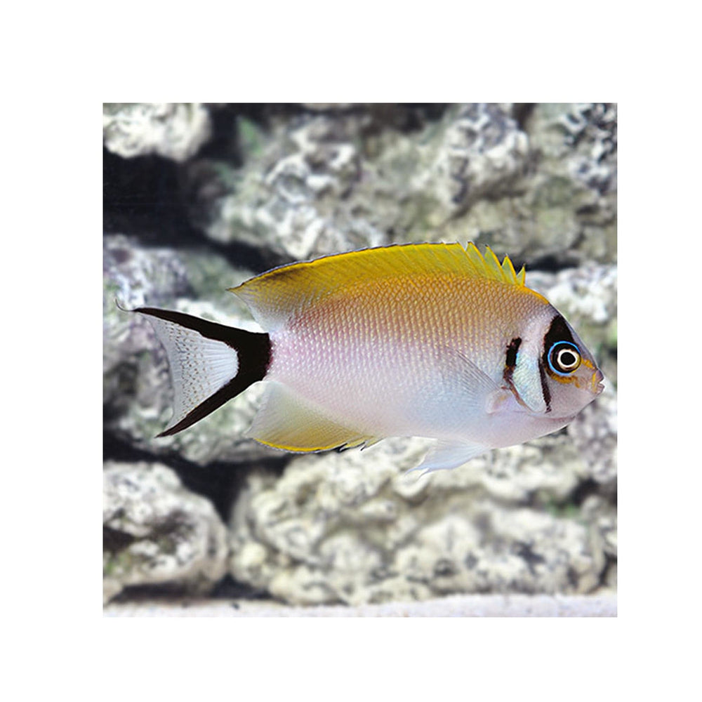 Masked Swallowtail Angelfish - (Genicanthus semifasciatus)