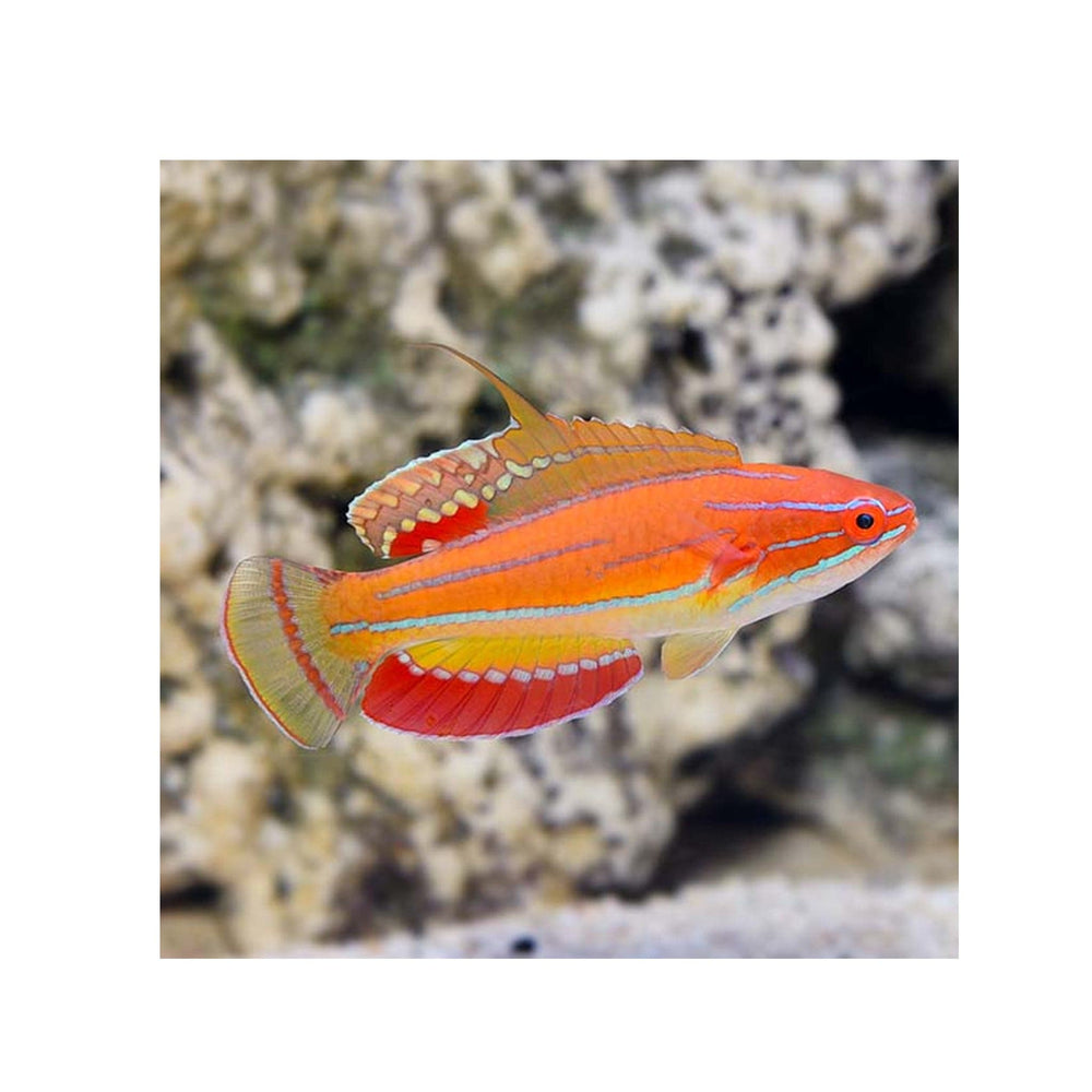 McCosker's Flasher Wrasse - (Paracheilinus mccoskeri)