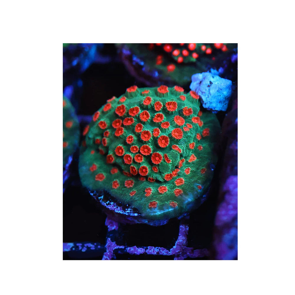 Meteor Shower Cyphastrea (GREEN BASE)