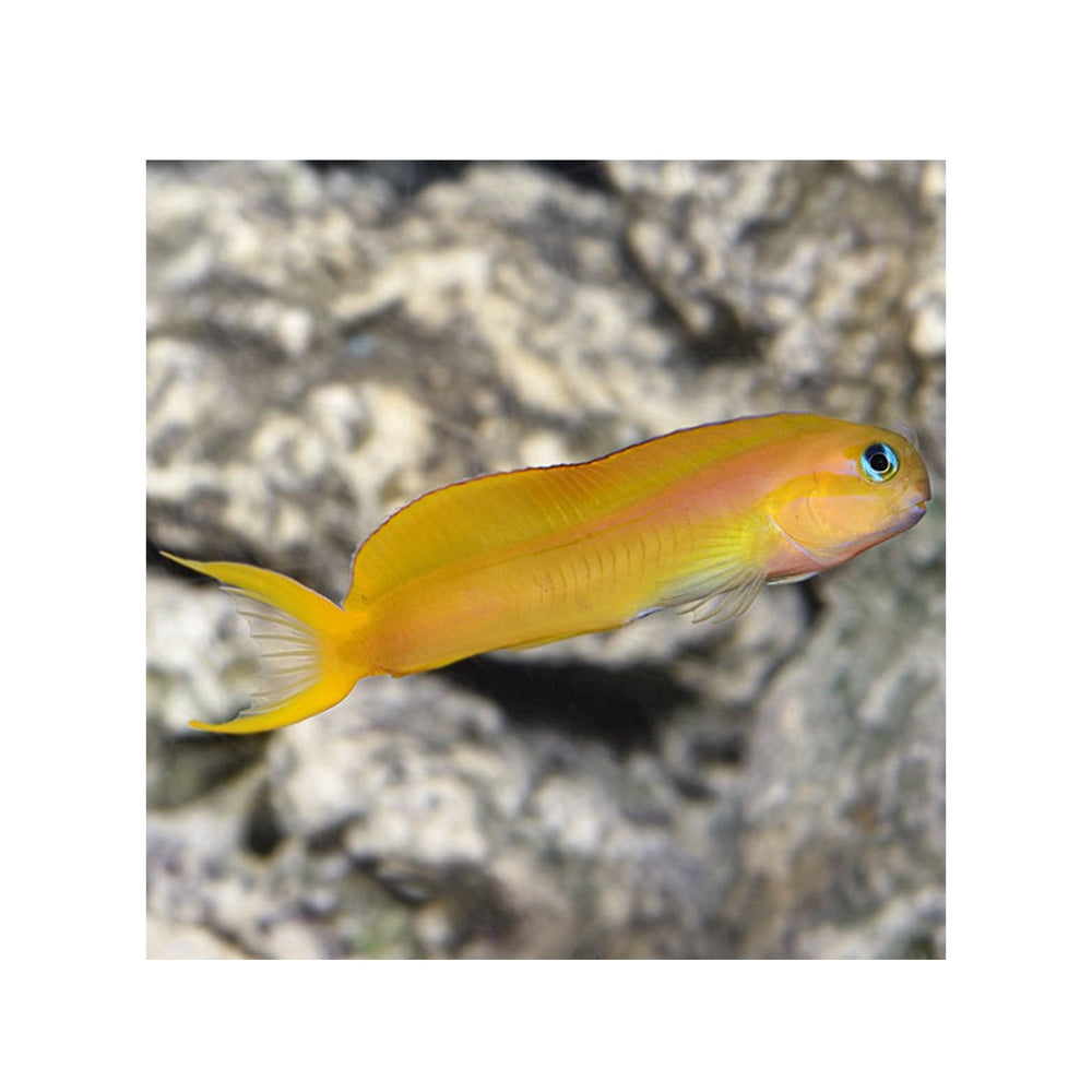 Midas Blenny - (Ecsenius midas)
