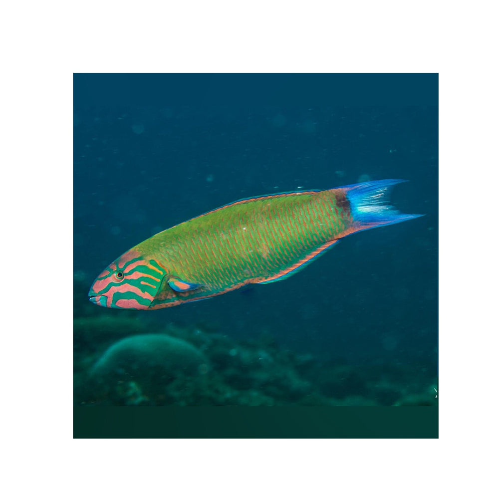 Moon Wrasse - (Thalassoma lunare)