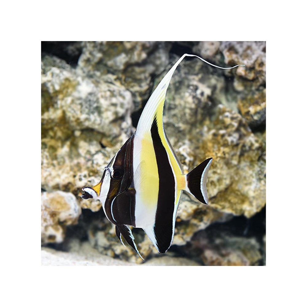 Moorish Idol - (Zanclus cornutus) EXPERT ONLY