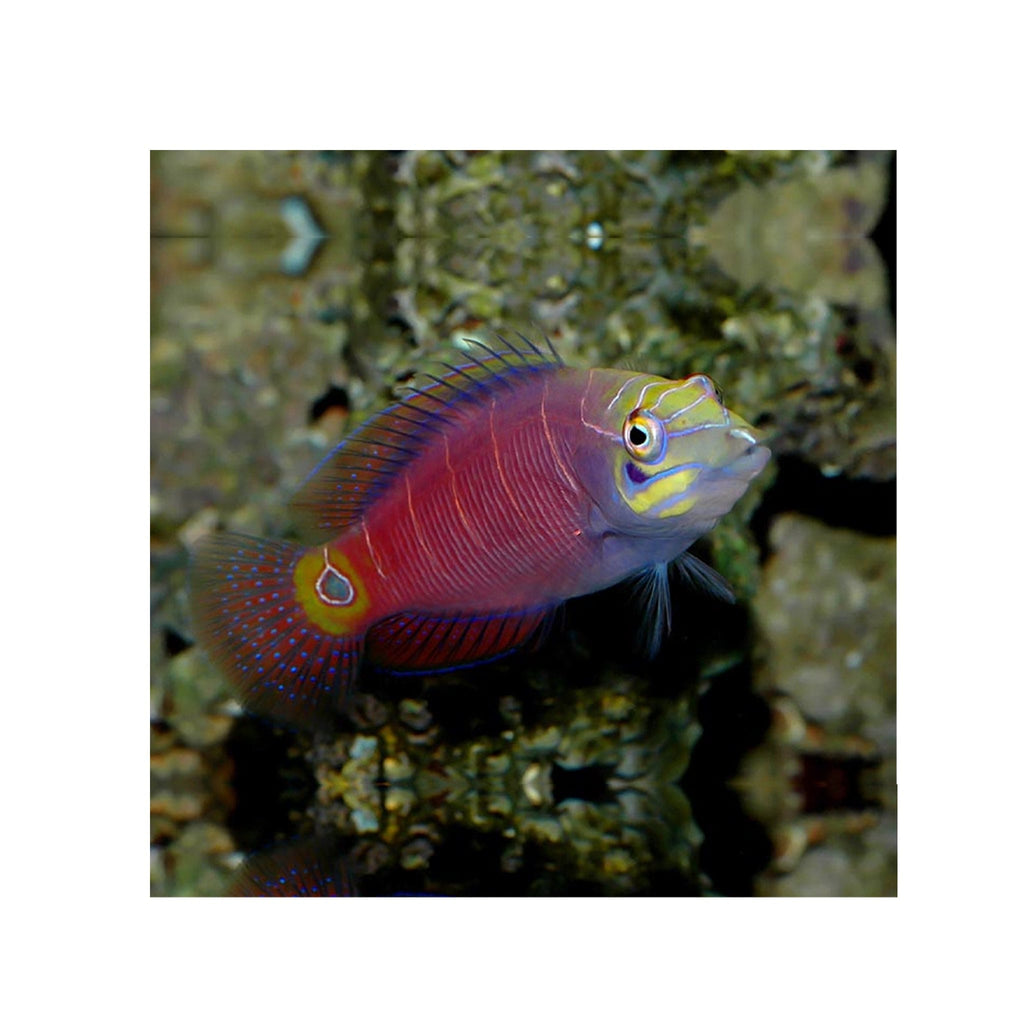 Mystery Wrasse (Pseudocheilinus ocellatus) - Main Image