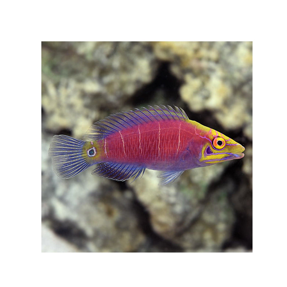 Mystery Wrasse - (Pseudocheilinus ocellatus)