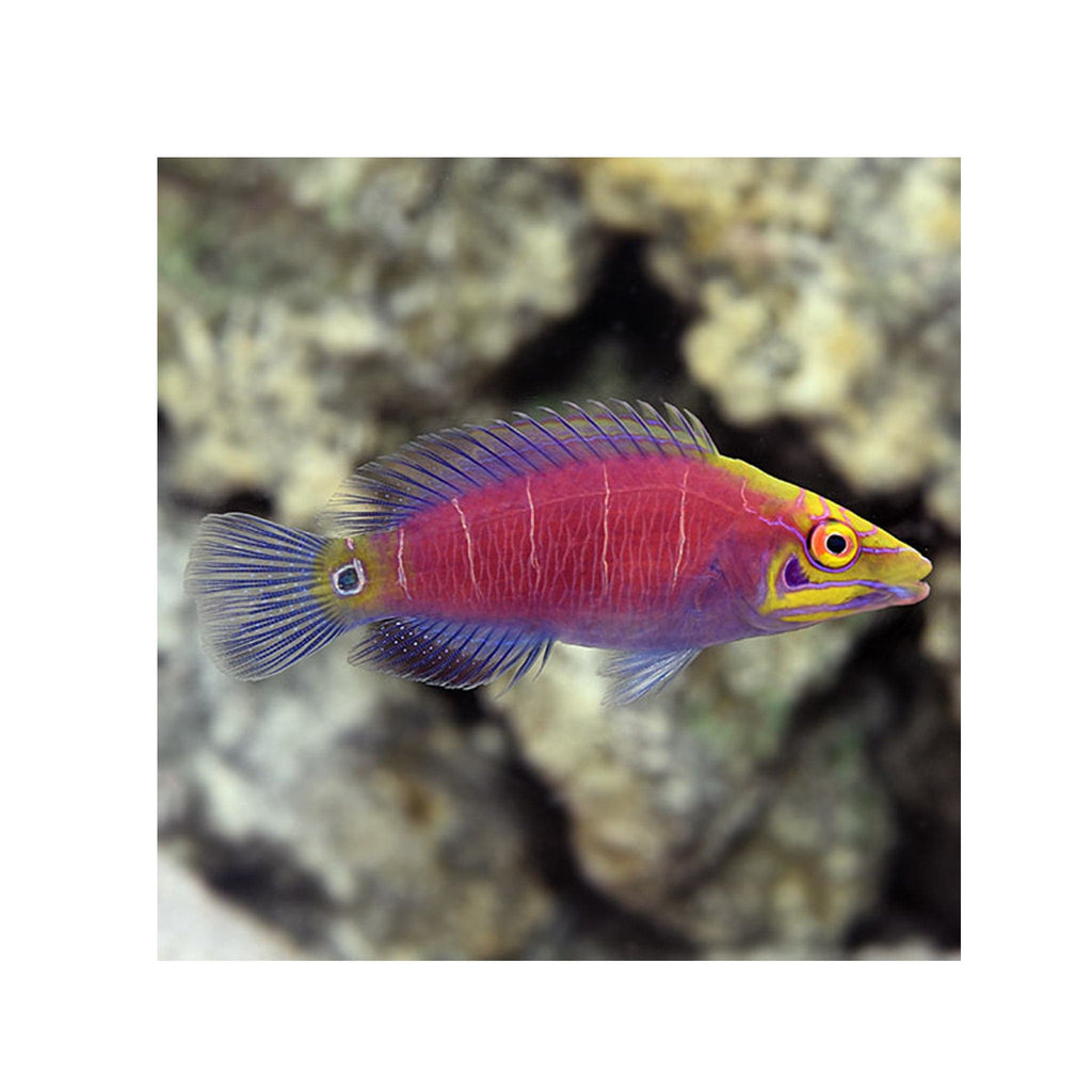 Mystery Wrasse (Pseudocheilinus ocellatus)