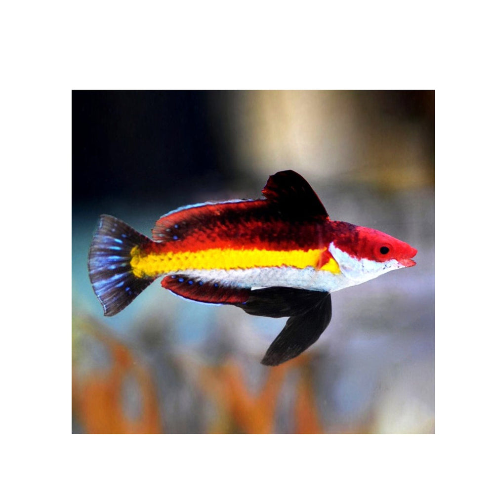 Naoko's Fairy Wrasse - (Cirrhilabrus naokoae)