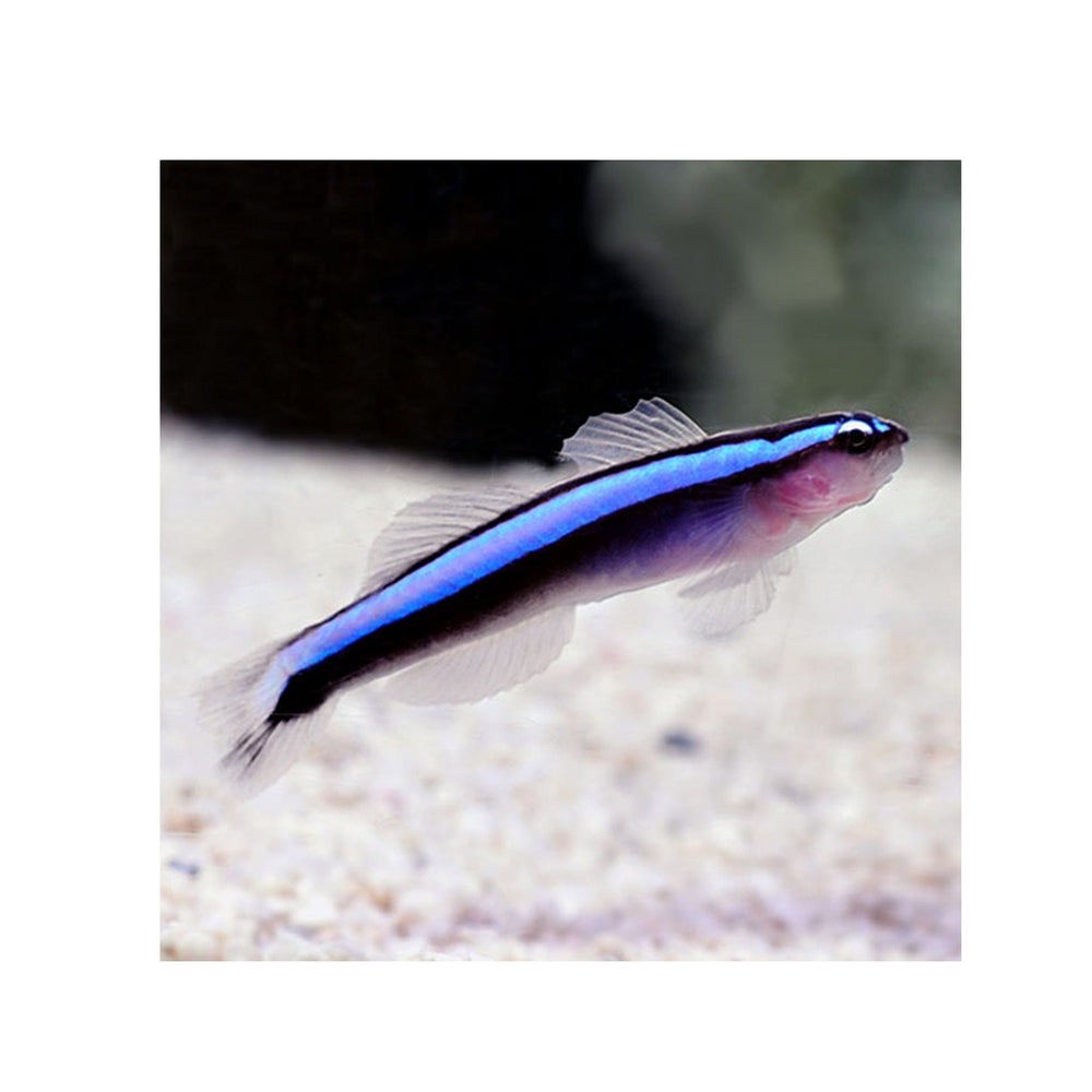 Neon Blue Goby -  (Elactinus oceanops)