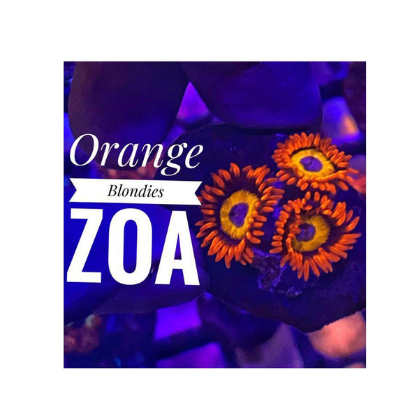 BPK Farm LIVE STOCK Orange Blondies Zoanthids