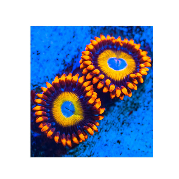 BPK Farm LIVE STOCK Orange Blondies Zoanthids