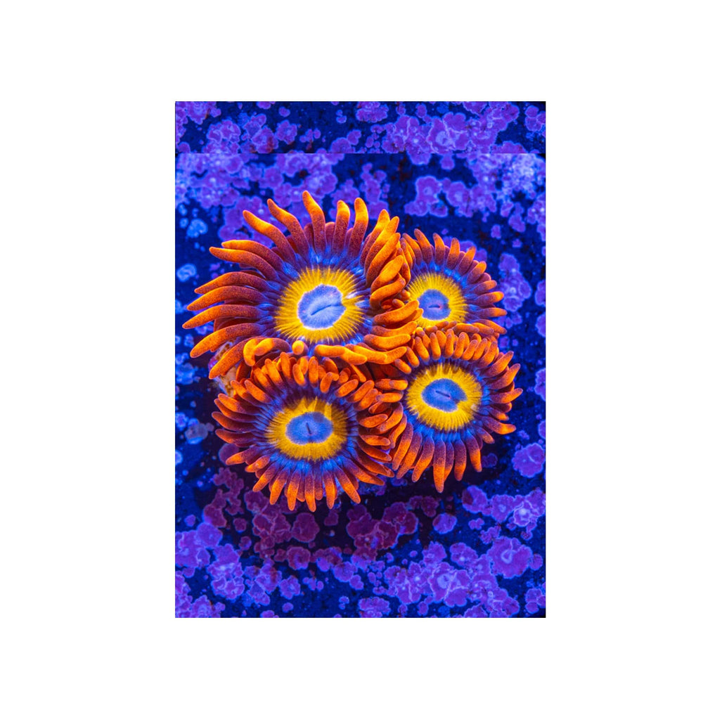 Orange Blondies Zoanthids