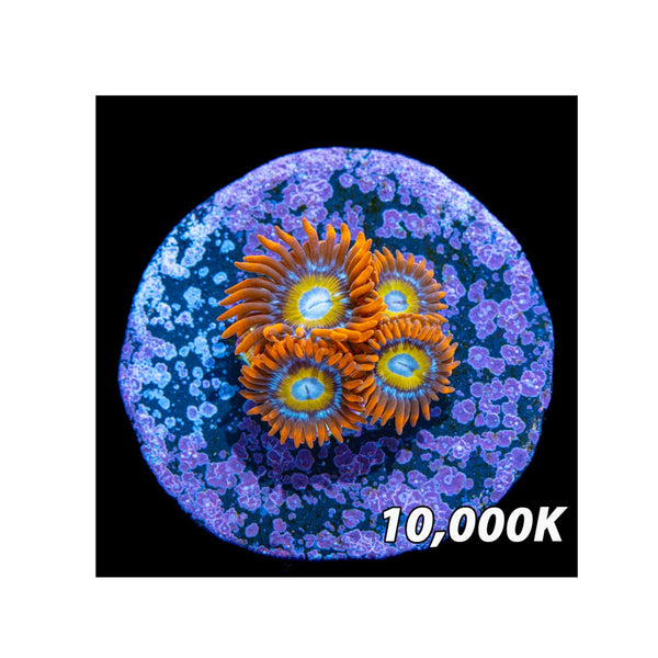 BPK Farm LIVE STOCK Orange Blondies Zoanthids