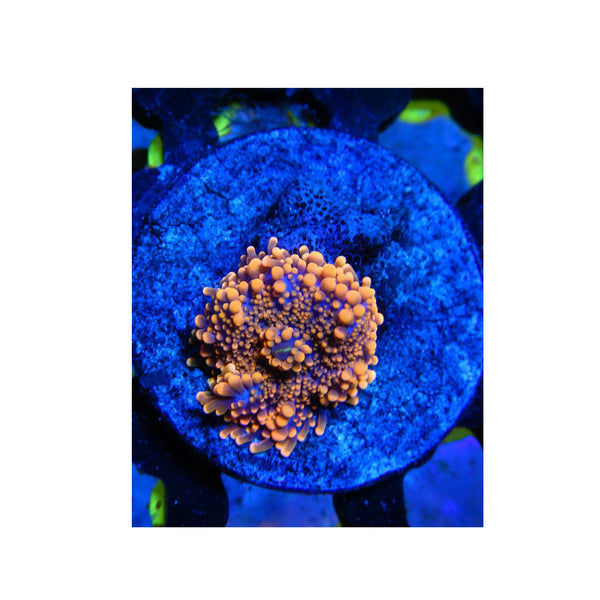 BPK Farm LIVE STOCK Orange Yuma Mushroom