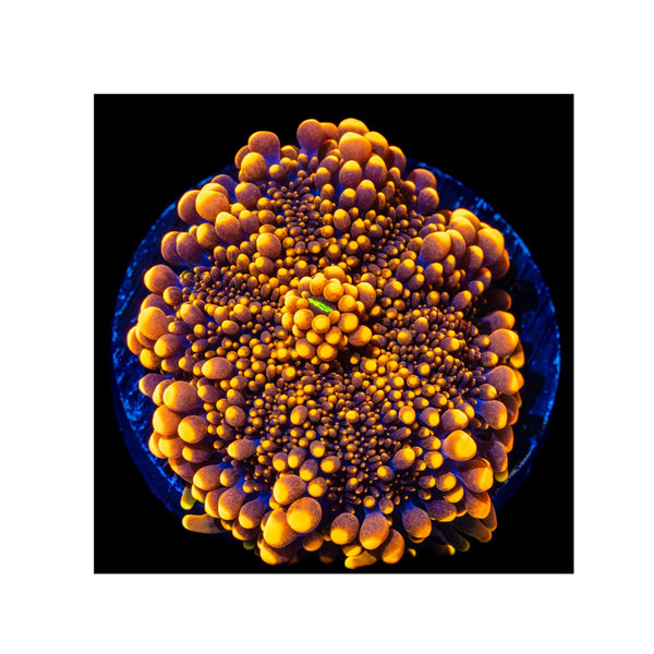 BPK Farm LIVE STOCK Orange Yuma Mushroom