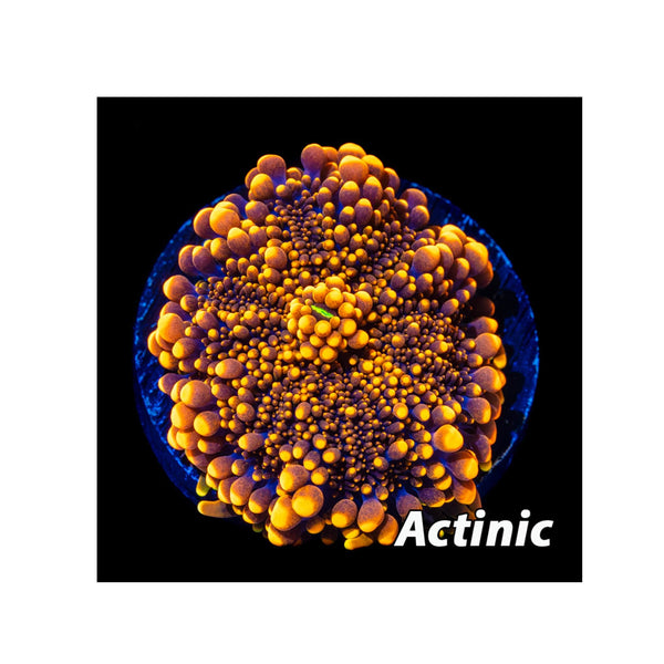 BPK Farm LIVE STOCK Orange Yuma Mushroom