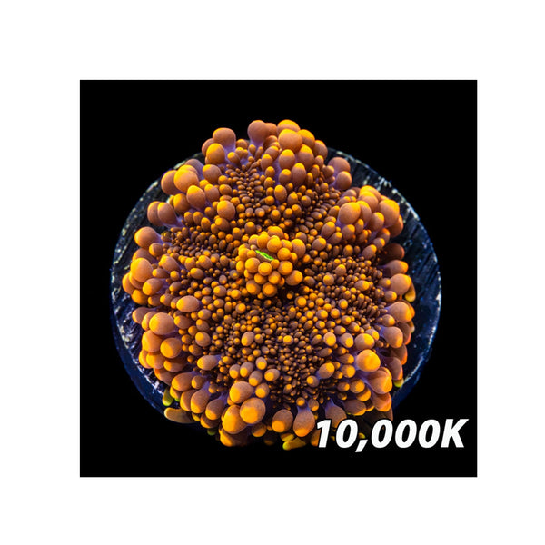 BPK Farm LIVE STOCK Orange Yuma Mushroom