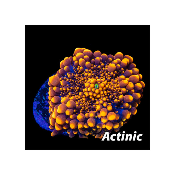 BPK Farm LIVE STOCK Orange Yuma Mushroom