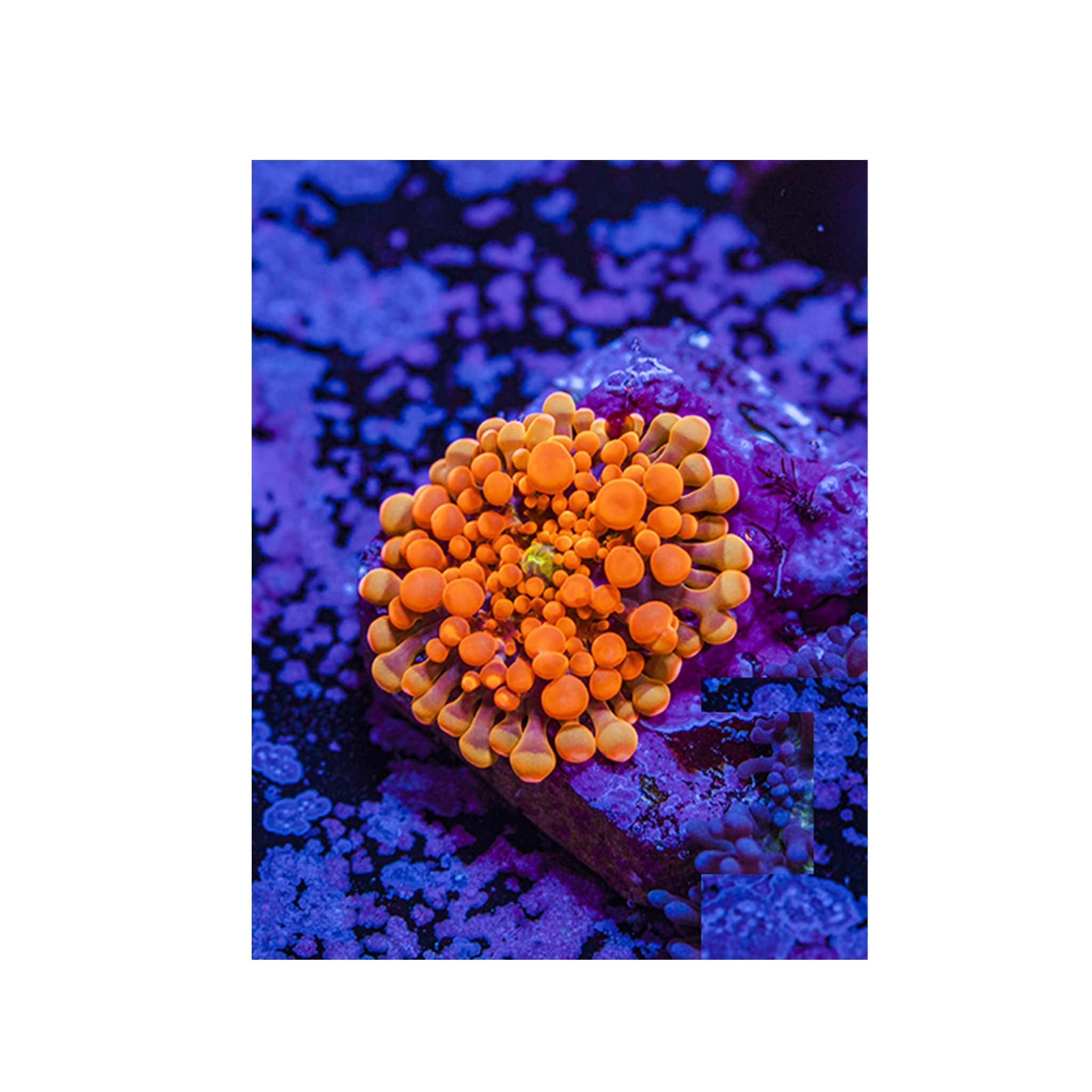 BPK Farm LIVE STOCK Orange Yuma Mushroom