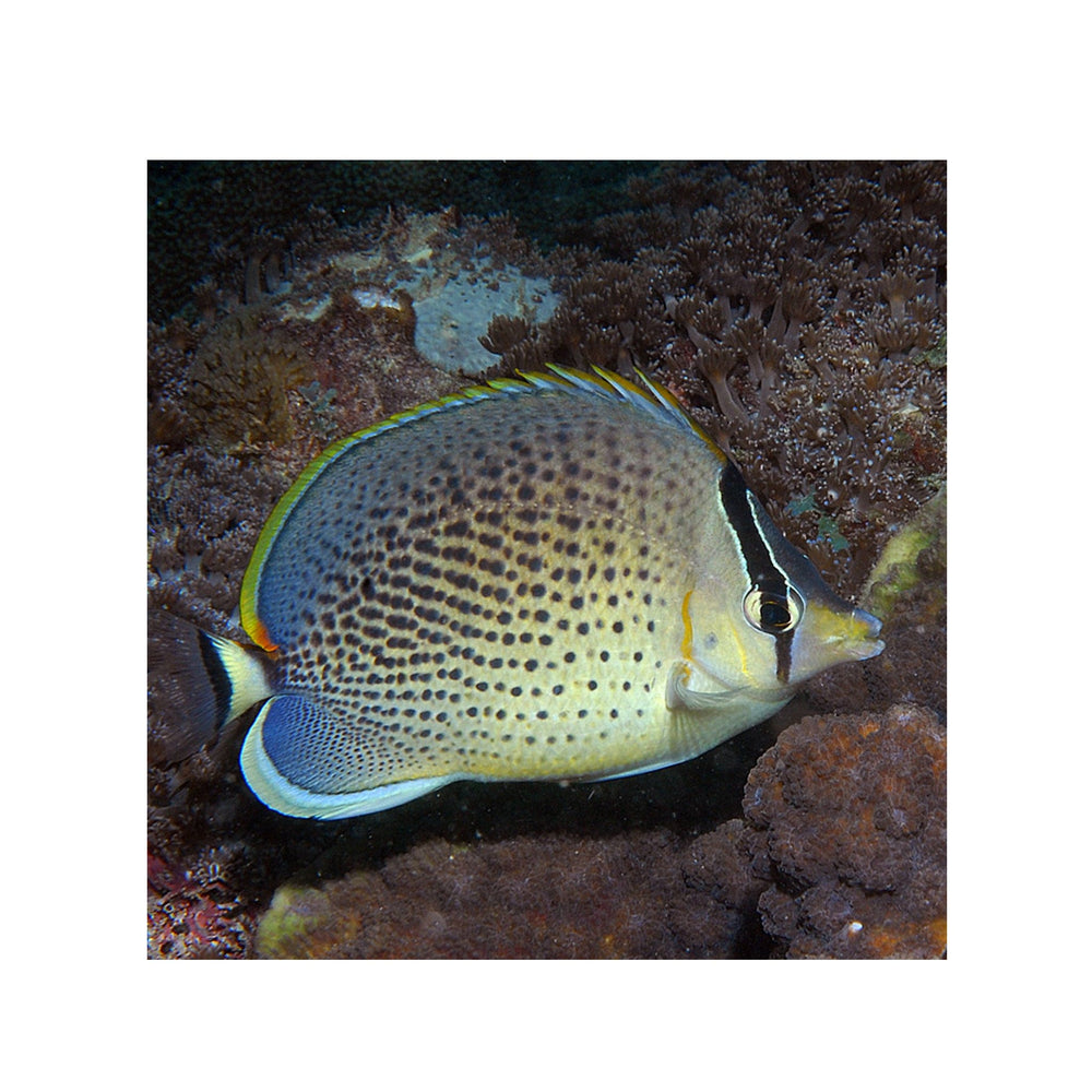 Peppered Butterflyfish - (Chaetodon guttatissimus)