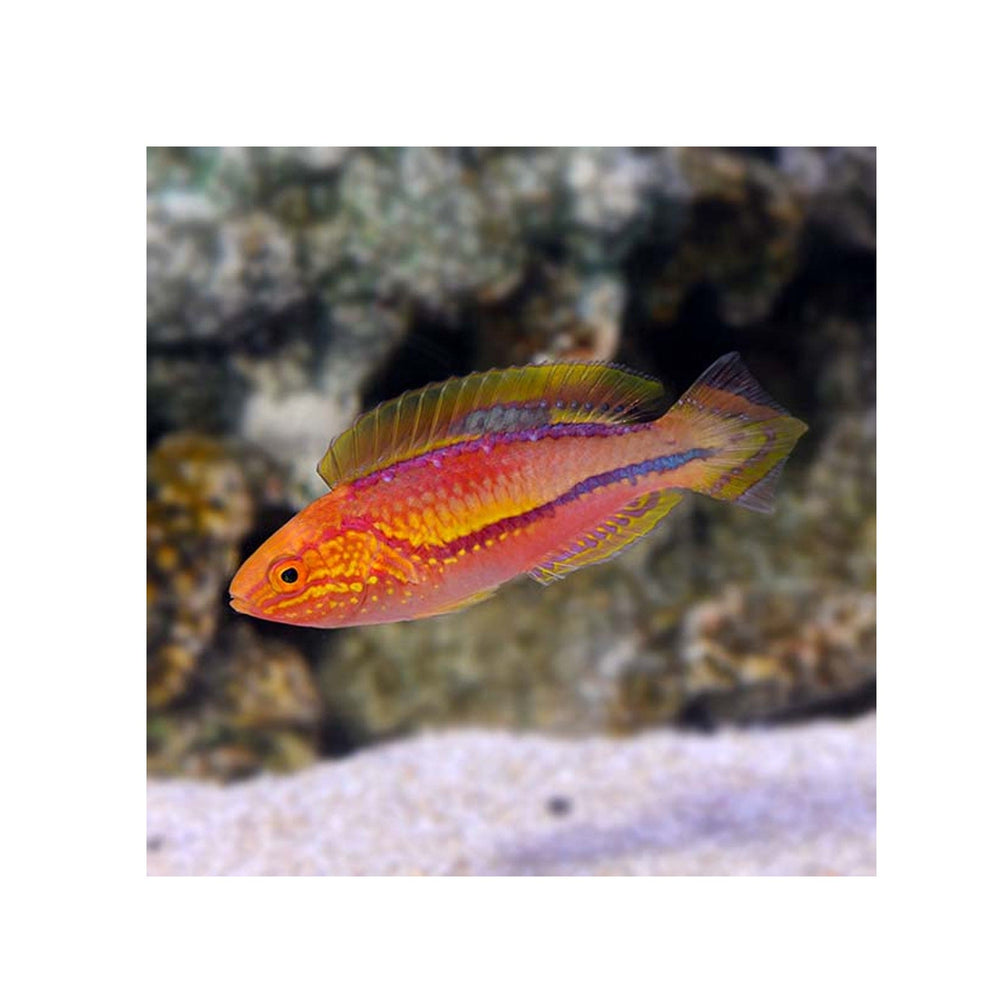 Pintail Fairy Wrasse - (Cirrhilabrus isosceles)