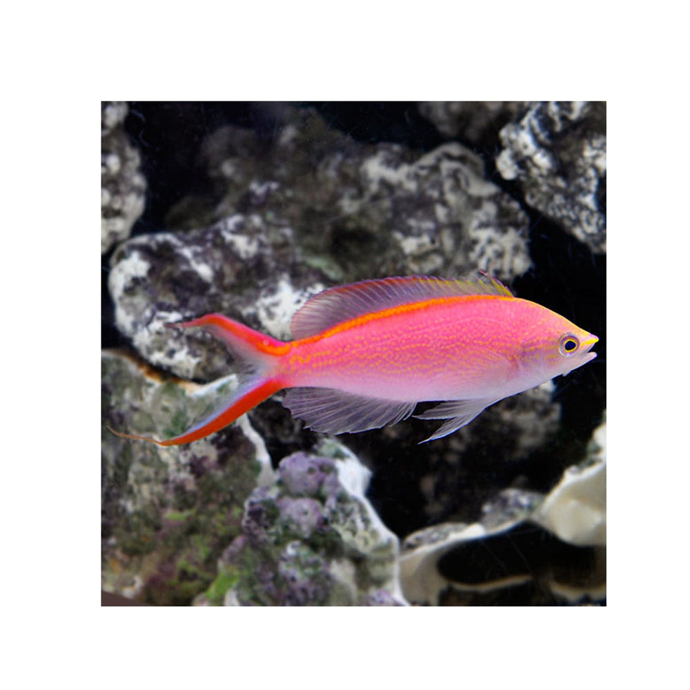Princess Anthias - (Pseudanthias smithvanizi)