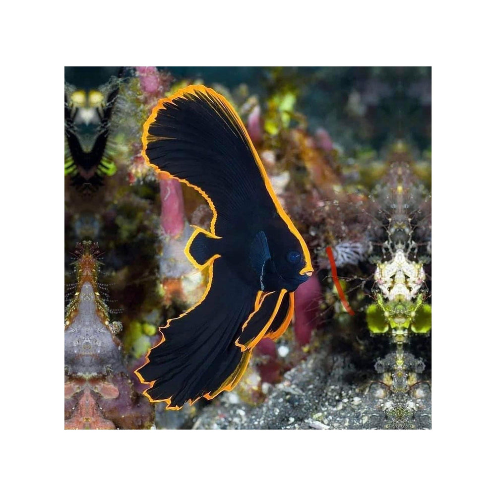 Pinnatus Batfish - (Platax pinnatus)