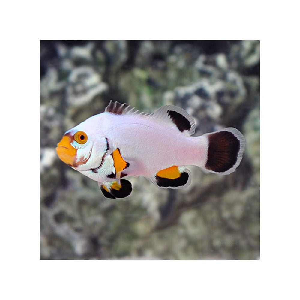 Platinum Percula Clownfish - (Amphiprion percula) Captive-Bred