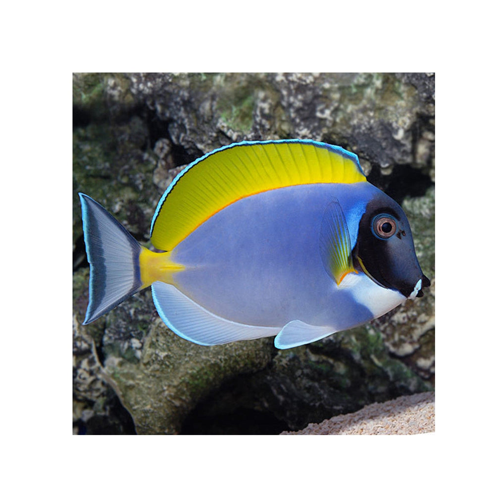 Powder Blue Tang - (Acanthurus leucosternon)