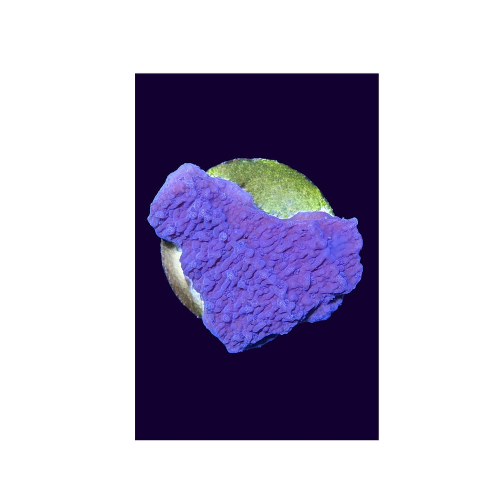 Primary Montipora
