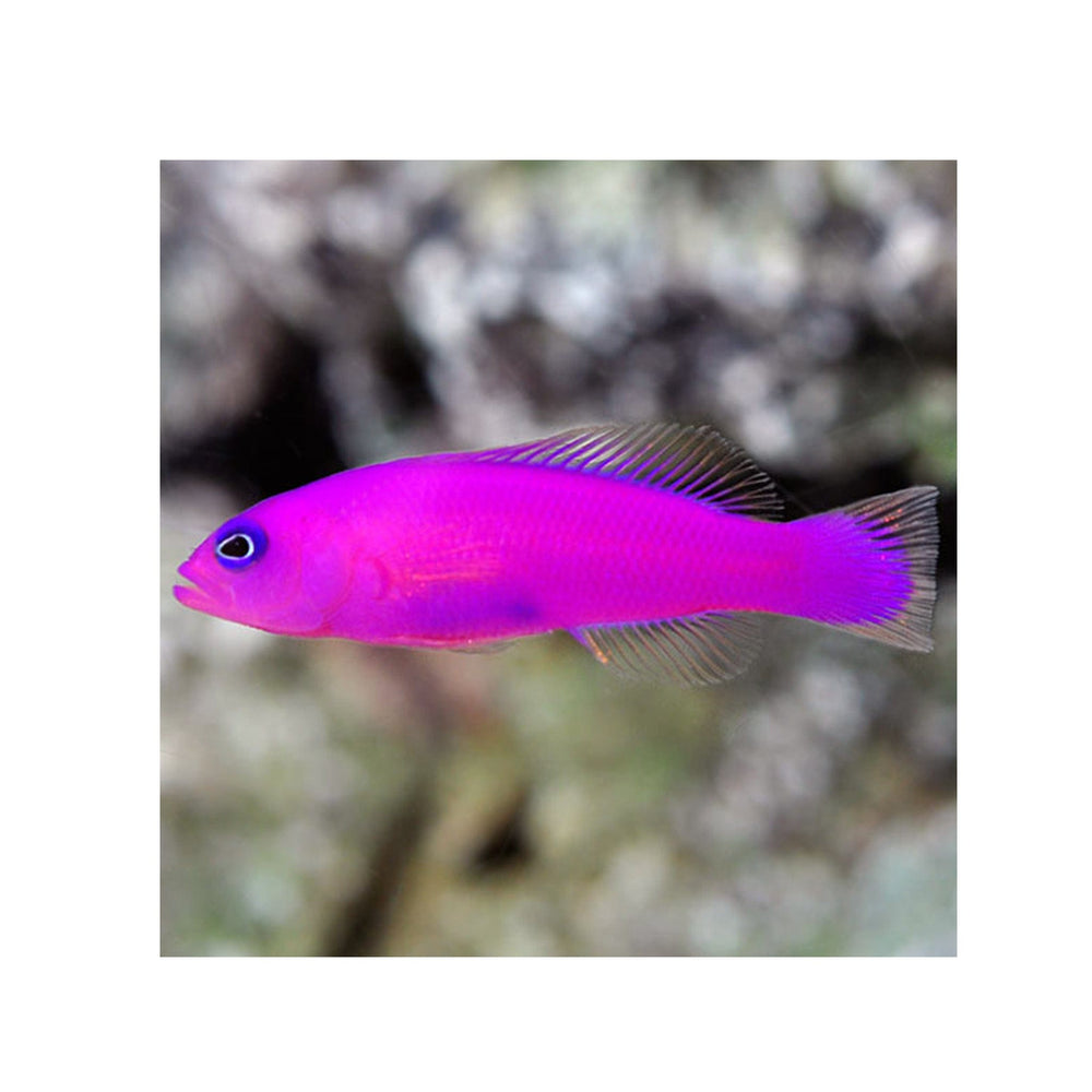 Purple Dottyback - (Pseudochromis porphyreus)