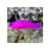 BPK Farm LIVE STOCK Purple Dottyback - (Pseudochromis porphyreus)