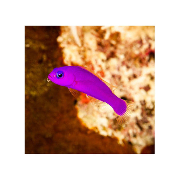 BPK Farm LIVE STOCK Purple Dottyback - (Pseudochromis porphyreus)