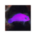 files/bpk-farm-live-stock-purple-dottyback-pseudochromis-porphyreus-40477839458534.jpg