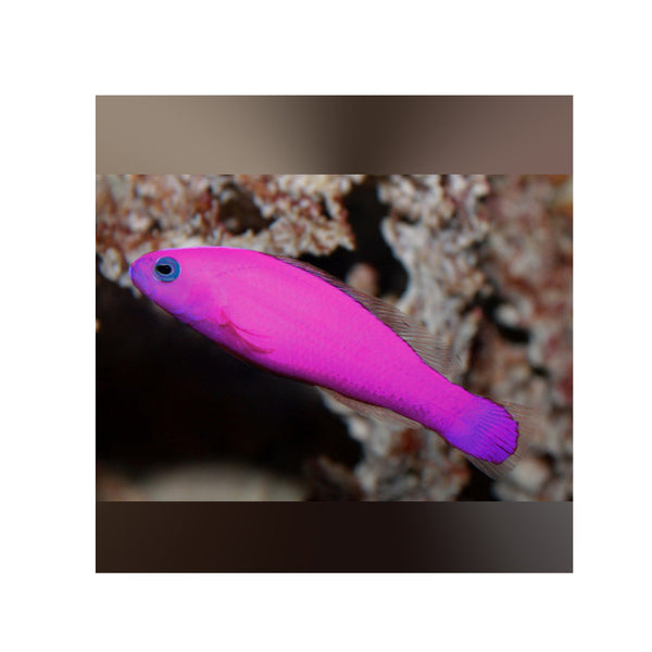 BPK Farm LIVE STOCK Purple Dottyback - (Pseudochromis porphyreus)
