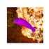 files/bpk-farm-live-stock-purple-dottyback-pseudochromis-porphyreus-40477839556838.jpg