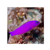 BPK Farm LIVE STOCK Purple Dottyback - (Pseudochromis porphyreus)