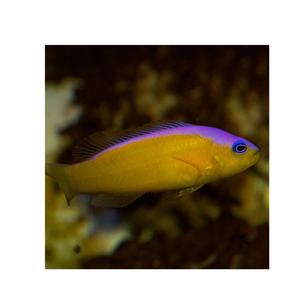 BPK Farm LIVE STOCK Purple Stripe Dottyback - (Pseudochromis diadema)