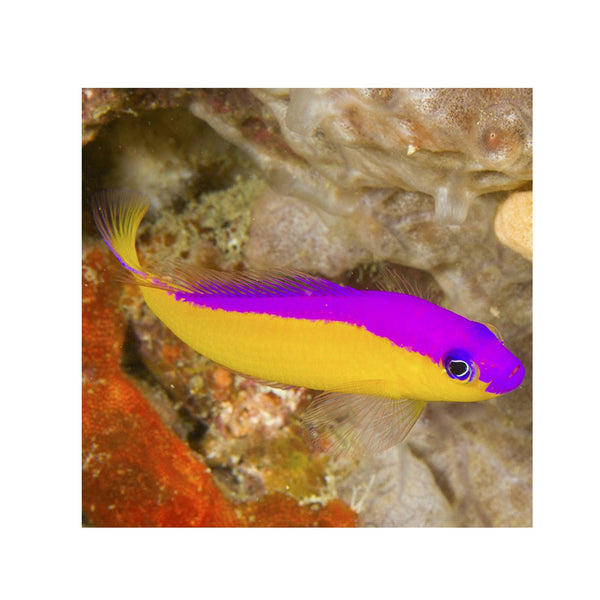 BPK Farm LIVE STOCK Purple Stripe Dottyback - (Pseudochromis diadema)
