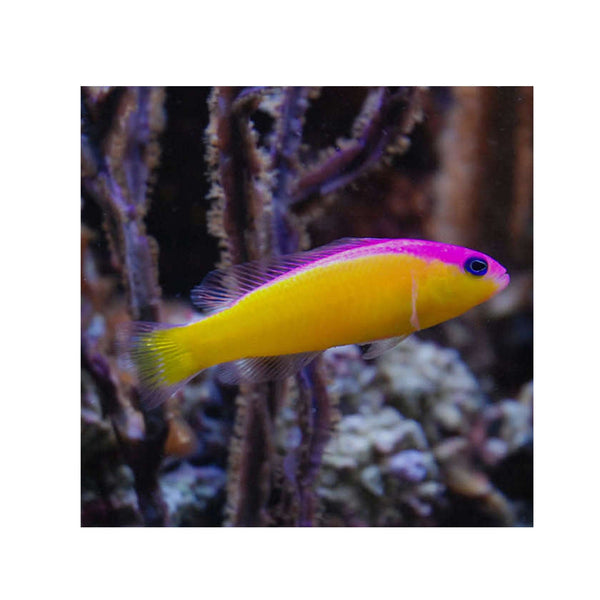 BPK Farm LIVE STOCK Purple Stripe Dottyback - (Pseudochromis diadema)