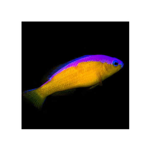 BPK Farm LIVE STOCK Purple Stripe Dottyback - (Pseudochromis diadema)