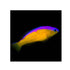 files/bpk-farm-live-stock-purple-stripe-dottyback-pseudochromis-diadema-40470856335590.jpg