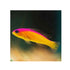 files/bpk-farm-live-stock-purple-stripe-dottyback-pseudochromis-diadema-40470856433894.jpg